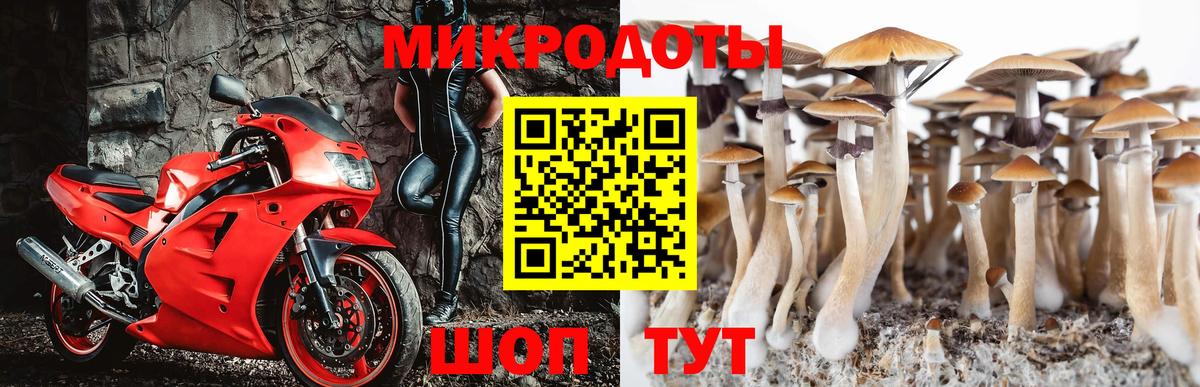 Псилоцибиновые грибы мицелий Нововоронеж